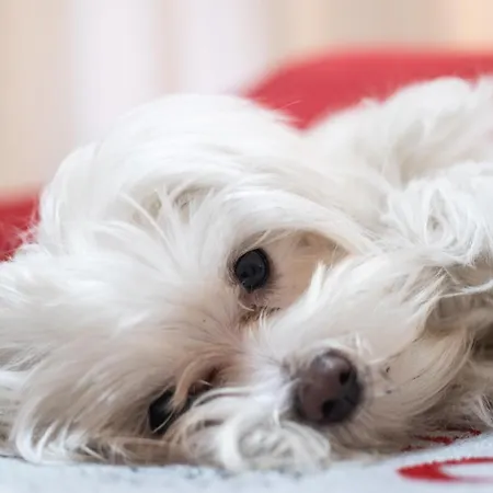 Casa de hóspedes Santamaria 4*