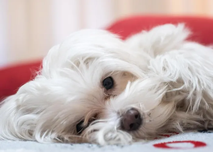 Konukevi Santamaria 4*